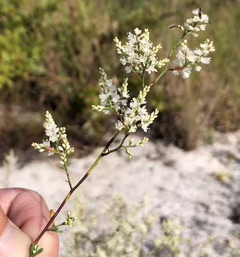 Polygonella image