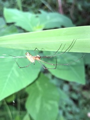 Leucauge argyra