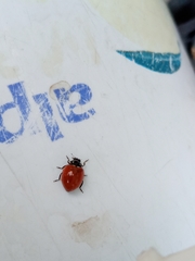 Cycloneda emarginata