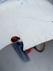 Cycloneda emarginata