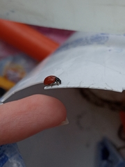 Cycloneda emarginata