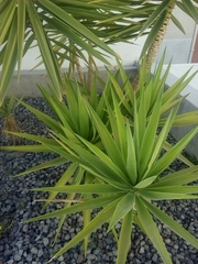 Liliopsida