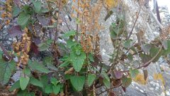 Teucrium scorodonia baeticum