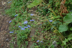 Cichorium intybus