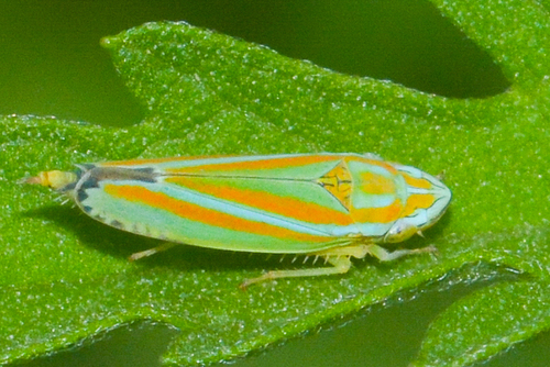 Versute Sharpshooter