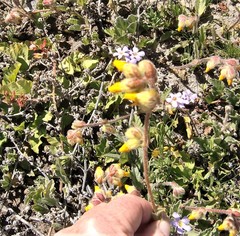 Hermannia decumbens