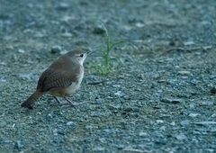 Troglodytes aedon tobagensis
