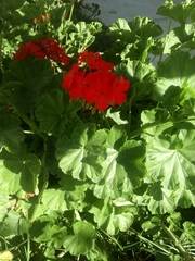 Pelargonium × hybridum