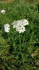 Achillea millefolium