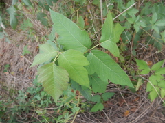 Toxicodendron radicans negundo