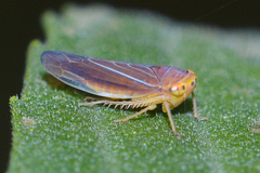 Idiodonus kennicotti