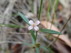 Cyanothamnus polygalifolius