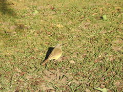 Machetornis rixosa