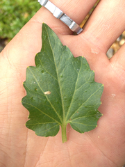 Cardamine cordifolia