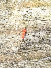 Haplothrips subtilissimus