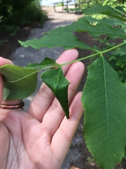 Haplothrips subtilissimus