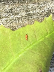 Haplothrips subtilissimus