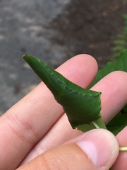 Haplothrips subtilissimus