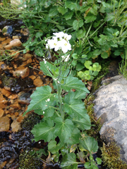 Cardamine cordifolia