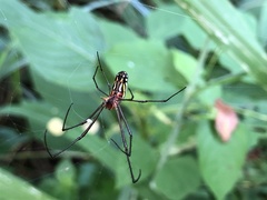Leucauge argyra