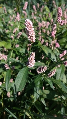 Persicaria maculosa