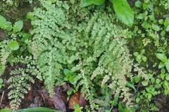 Adiantum concinnum