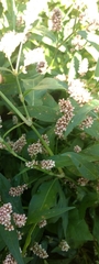 Persicaria maculosa