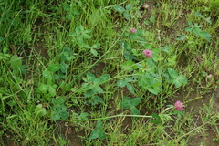 Trifolium pratense