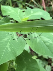 Leucauge argyra
