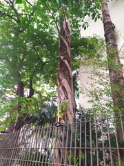 Ficus doliaria