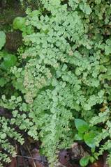 Adiantum concinnum