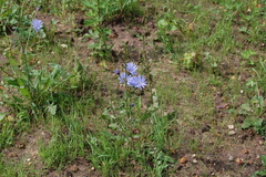 Cichorium intybus