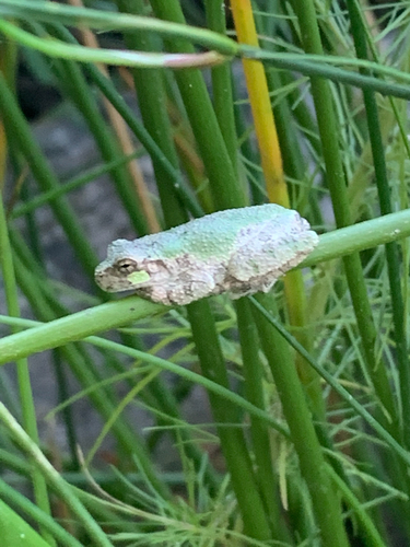 Gray Treefrog Species Complex photographed in Delaware