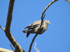 Patagioenas maculosa