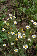 Tripleurospermum inodorum