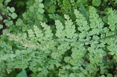 Adiantum concinnum