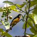 Yellow-crested Tanager - Photo (c) Thibaud Aronson, some rights reserved (CC BY-SA), uploaded by Thibaud Aronson