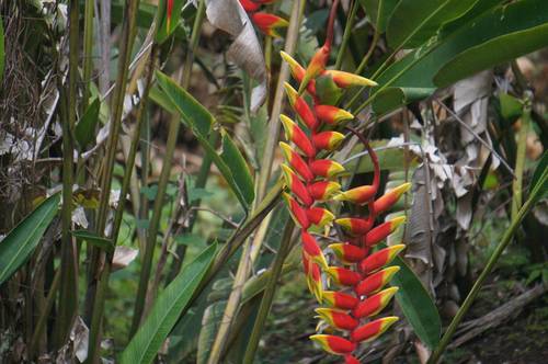 Hanging Lobster Claw Heliconia