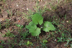 Tussilago farfara