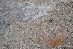 Corynephorus canescens