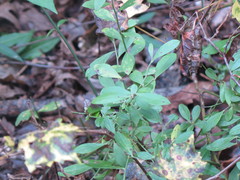 Vaccinium tenellum
