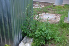 Artemisia vulgaris