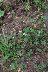 Trifolium repens