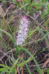 Wurmbea spicata