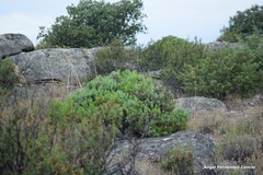 Lavandula pedunculata