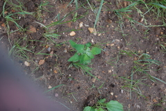 Chenopodium album