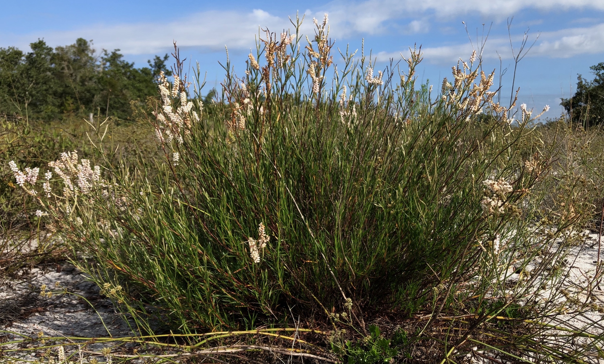 Polygonella robusta