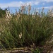 Polygonella robusta - Photo (c) brettbudach,  זכויות יוצרים חלקיות (CC BY-NC)