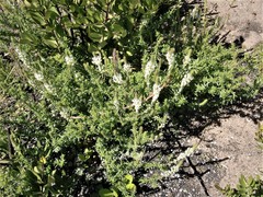 Dischisma ciliatum erinoides