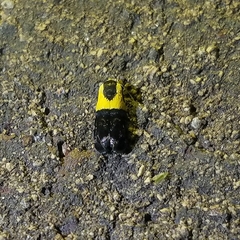 Rectiostoma xanthobasis